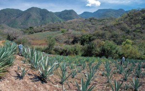 Mezcal must challenge ‘irresponsible’ agave farming