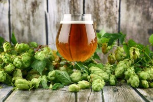 Why new organic hops could save British beer from climate change